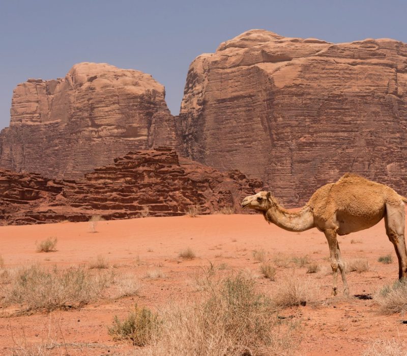 Wadi Rum Tour: Unveiling Jordan's Desert Oasis - Camping, Starry Skies, and Camel Adventures Await